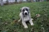 Additional photos: Turkish Kangal puppies