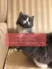 Photo №1. maine coon - for sale in the city of Yekaterinburg | Is free | Announcement № 107036