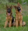 Photo №2 to announcement № 111543 for the sale of german shepherd - buy in Germany private announcement, from nursery, breeder