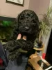 Photo №2 to announcement № 63499 for the sale of poodle (toy) - buy in Bosnia and Herzegovina private announcement