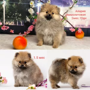 Additional photos: Spitz Puppies