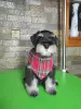 Photo №4. I will sell schnauzer in the city of Leskovac. breeder - price - negotiated