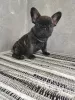 Photo №1. french bulldog - for sale in the city of Sremska Mitrovica | negotiated | Announcement № 98492