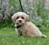 Photo №1. poodle (toy) - for sale in the city of Riga | 1892$ | Announcement № 11651