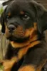 Photo №1. rottweiler - for sale in the city of Rezekne | 740$ | Announcement № 106586