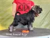 Photo №2 to announcement № 23546 for the sale of schnauzer - buy in Poland breeder