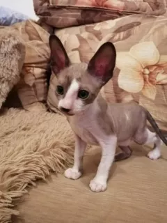 Photo №1. cornish rex - for sale in the city of Cheboksary | 273$ | Announcement № 5985