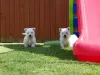 Photo №1. west highland white terrier - for sale in the city of Vilnius | 370$ | Announcement № 36074