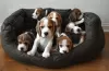 Photo №1. beagle - for sale in the city of San Francisco | 300$ | Announcement № 130510