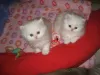 Photo №1. persian cat - for sale in the city of Berlin | Is free | Announcement № 126148