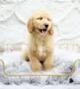 Photo №4. I will sell golden retriever in the city of Woltersdorf. private announcement, from nursery, from the shelter - price - 423$