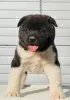 Photo №1. american akita - for sale in the city of Kraljevo | negotiated | Announcement № 82047