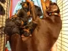 Additional photos: 5 Kc Reg Black & Tan Dobermanns