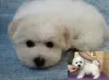 Additional photos: Adorable Bichon Frize puppies ready to move into a new home