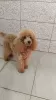 Photo №2 to announcement № 125502 for the sale of poodle (toy) - buy in Serbia breeder