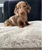 Photo №1. dachshund - for sale in the city of Stockholm | negotiated | Announcement № 97899