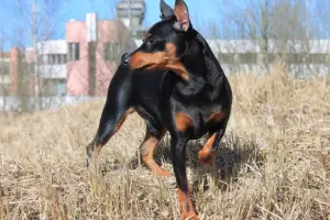 Photo №3. Miniature pinscher. Belarus