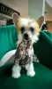 Additional photos: Chinese crested dog