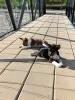 Additional photos: Basenji puppies for sale