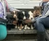 Photo №2 to announcement № 126399 for the sale of border collie - buy in Germany private announcement