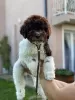 Photo №4. I will sell lagotto romagnolo in the city of Kragujevac.  - price - negotiated