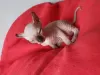 Photo №2 to announcement № 76351 for the sale of sphynx-katze - buy in Poland breeder