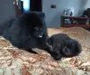 Additional photos: German Spitz. 2 boys