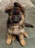 Photo №1. german shepherd - for sale in the city of Al Farwaniyah | negotiated | Announcement № 12345