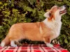 Additional photos: Welsh Corgi Pembroke puppy