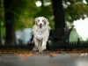 Additional photos: Miniature American Shepherd