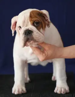 Additional photos: English bulldog