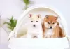 Photo №1. shiba inu - for sale in the city of Zlín | 350$ | Announcement № 125723