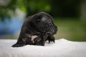 Photo №3. Charming puppies Cane Corso. Ukraine