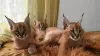 Additional photos: beautiful caracal, serval and savannah kittens available