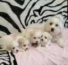 Photo №1. maltese dog - for sale in the city of Minneapolis | 260$ | Announcement № 82304