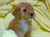 Photo №3. Toy-poodle. United States