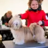 Additional photos: Lhasa apso puppies