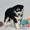 Photo №3. Black and White Siberian Husky for sale. United States