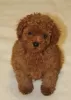 Photo №2 to announcement № 19388 for the sale of poodle (toy) - buy in Poland private announcement