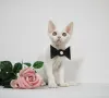 Photo №4. I will sell devon rex in the city of New York. breeder - price - 1800$