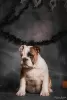 Photo №1. english bulldog - for sale in the city of Odessa | 500$ | Announcement № 52195