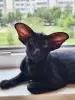 Additional photos: Peterbald kittens