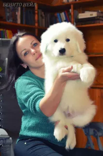 Photo №2 to announcement № 5857 for the sale of  - buy in Russian Federation breeder