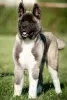 Additional photos: American Akita