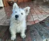 Photo №1. west highland white terrier - for sale in the city of Ruma | negotiated | Announcement № 94390