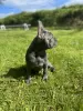 Photo №3. beautiful blue boy. Ireland