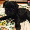 Photo №3. affenpinscher - boy and girl puppies. Austria