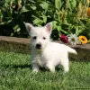 Photo №2 to announcement № 44770 for the sale of west highland white terrier - buy in Germany 