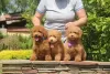 Photo №1. poodle (toy) - for sale in the city of Voronezh | negotiated | Announcement № 86487