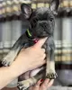 Photo №2 to announcement № 97164 for the sale of french bulldog - buy in Kazakhstan private announcement